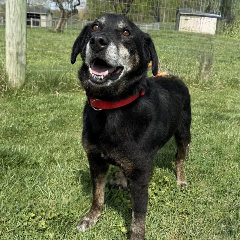 A senior medium-sized male Black Mixed Breed dog named Carl Fredricksen for adoption in Marshall, VA