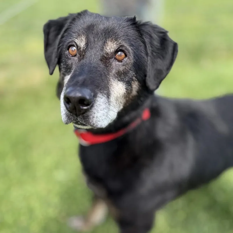 Carl Fredricksen thumbnail 2