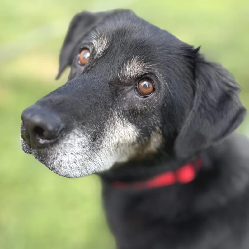 Carl Fredricksen thumbnail 3