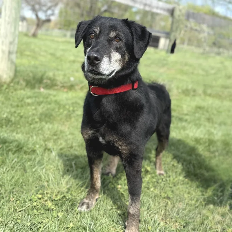 Carl Fredricksen thumbnail 4