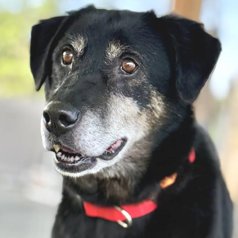 Carl Fredricksen thumbnail 5