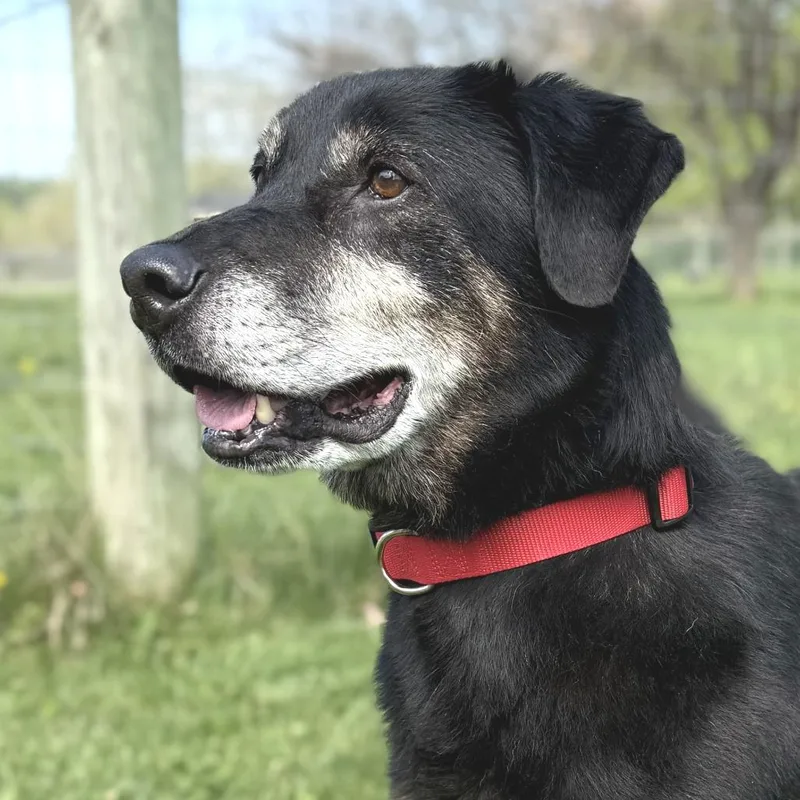 Carl Fredricksen thumbnail 6