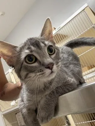 A baby medium-sized male Domestic Short Hair cat named Lucas for adoption in Pequot Lakes, MN