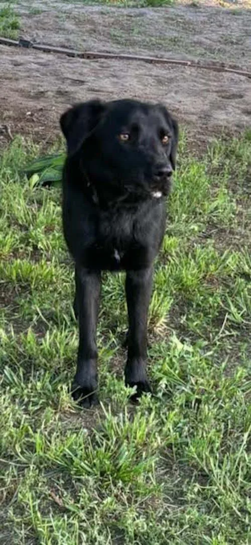 An adult large-sized male Black Labrador Retriever dog named Dip for adoption in York, NE