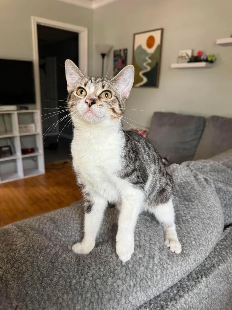 A young medium-sized male Tabby (Brown / Chocolate) Tabby cat named Porter for adoption in Marion, IN
