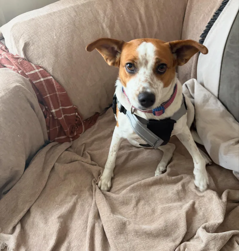 An adult medium-sized female Bicolor Beagle dog named Honey for adoption in Columbia, MD