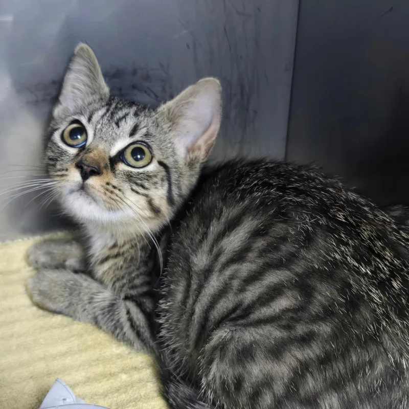 A baby small-sized female Domestic Short Hair cat named Glenda for adoption in Marble, NC