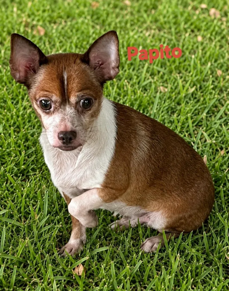 Papito