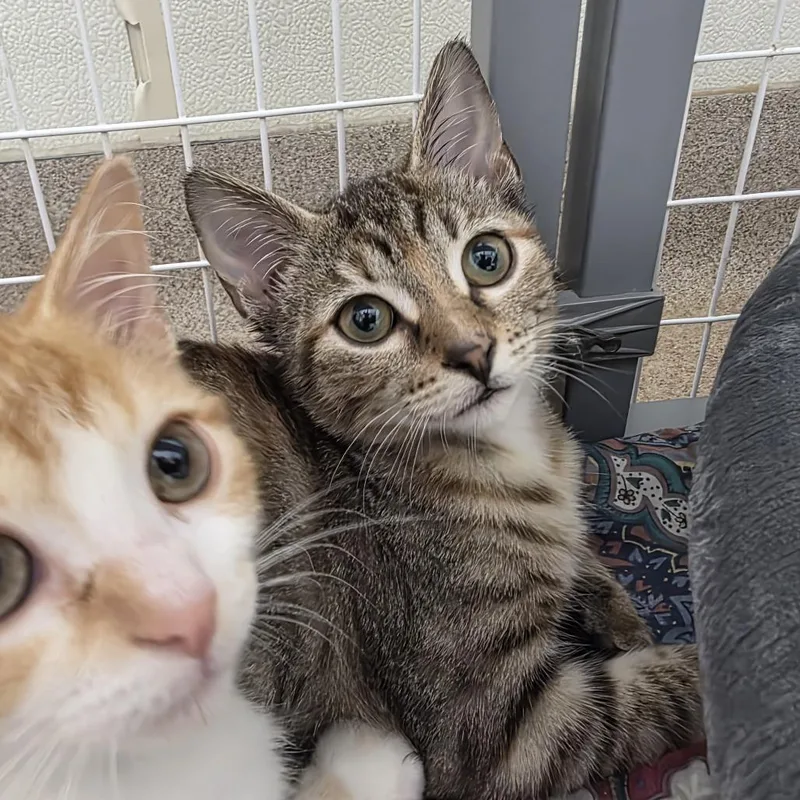 A baby small-sized female Domestic Short Hair cat named Chickadee for adoption in Oshkosh, WI