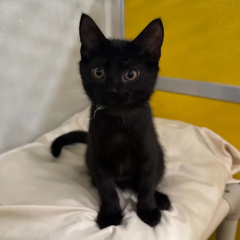 A baby medium-sized male Black Domestic Short Hair cat named Rotini for adoption in Penn Yan, NY