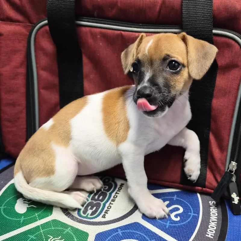 A baby small-sized female Brown / Chocolate Jack Russell Terrier dog named Calamari for adoption in Wahiawa, HI