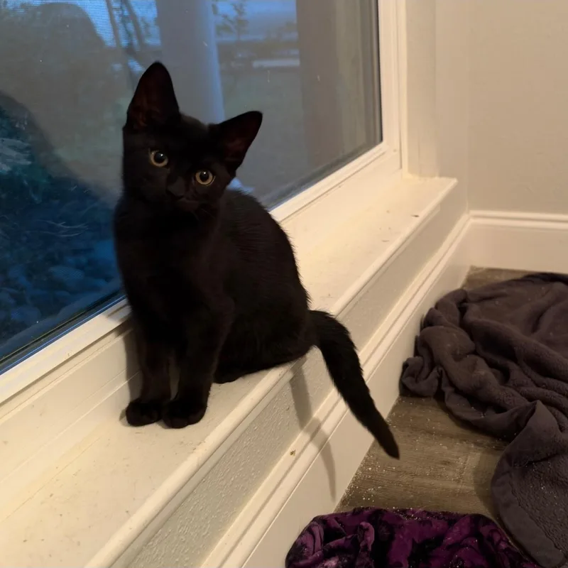 A baby small-sized female Domestic Medium Hair cat named Reaper for adoption in Cleveland, TX