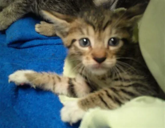 A baby small-sized female Domestic Short Hair cat named Henriya for adoption in Fort Lauderdale, FL