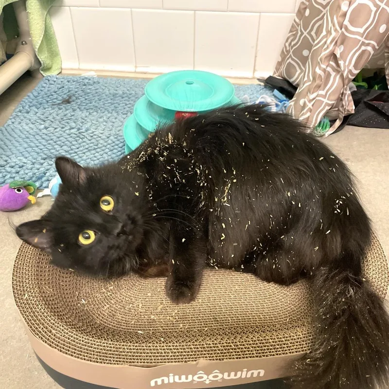 Looney Tuna thumbnail 2