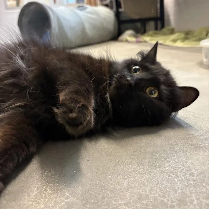 Looney Tuna thumbnail 3