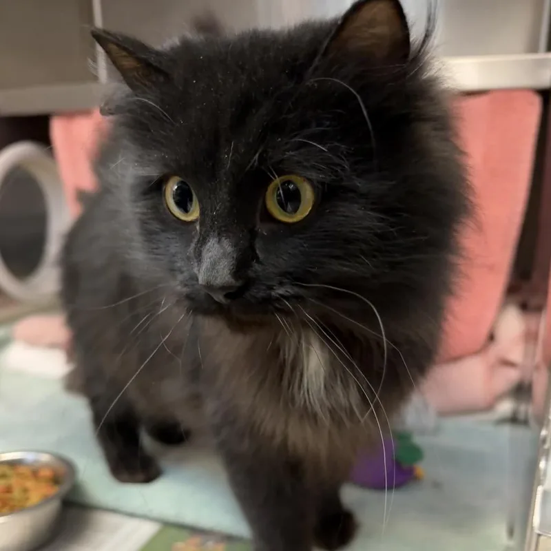 Looney Tuna thumbnail 4