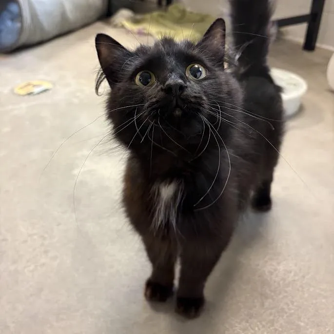 Looney Tuna thumbnail 5