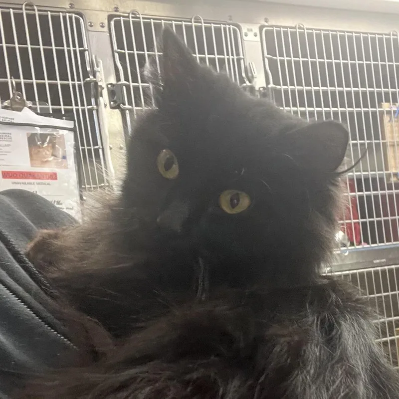 Looney Tuna thumbnail 6