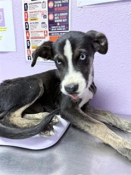 A baby medium-sized male Black Mixed Breed dog named 61395125 for adoption in El Paso, TX