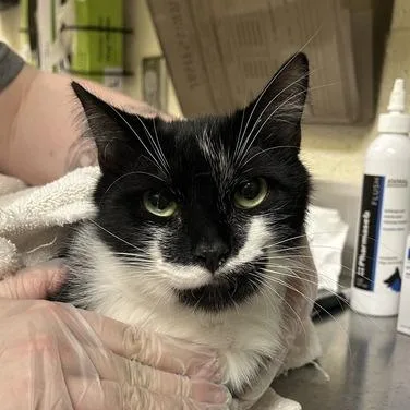 An adult medium-sized male Black Domestic Short Hair cat named Batches for adoption in Asheville, NC
