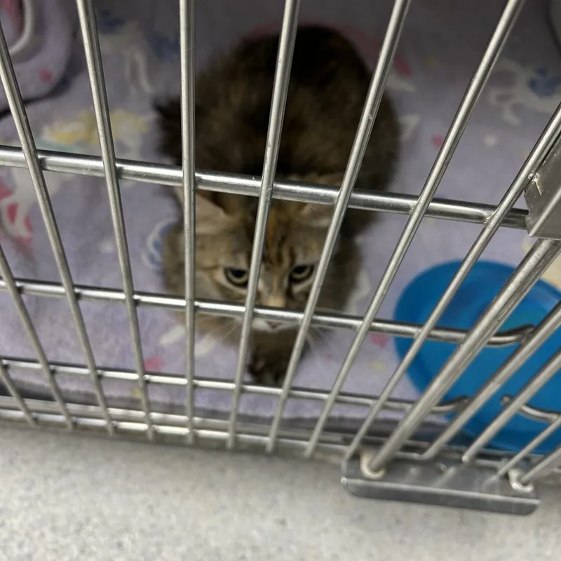 An adult small-sized female Calico Domestic Long Hair cat named Mosaic for adoption in Hannibal, MO