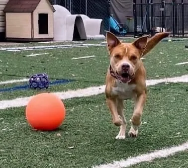 An adult medium-sized male Golden American Bulldog dog named Beau for adoption in Gainesville, GA