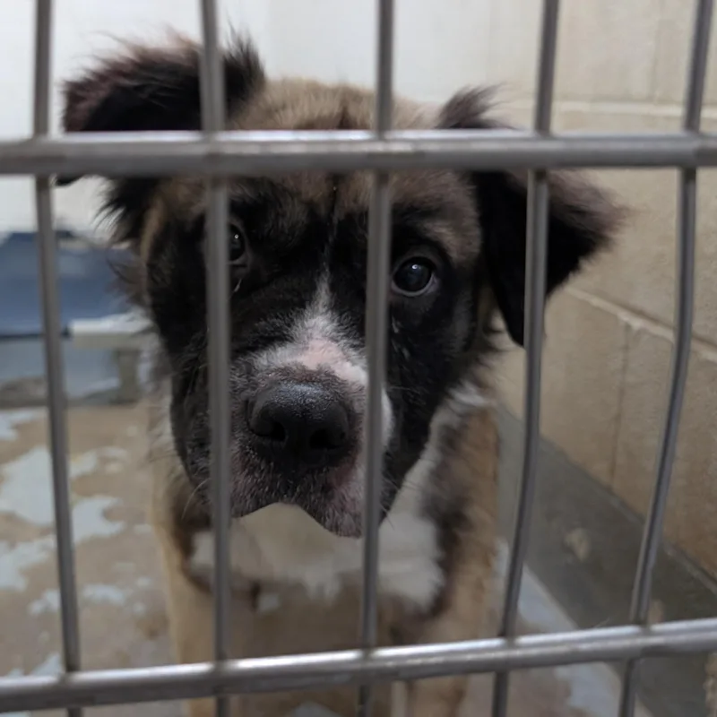 An adult large-sized male Tricolor (Brown, Black, & White) Saint Bernard dog named Looking Fow Owner for adoption in Ravenna, OH