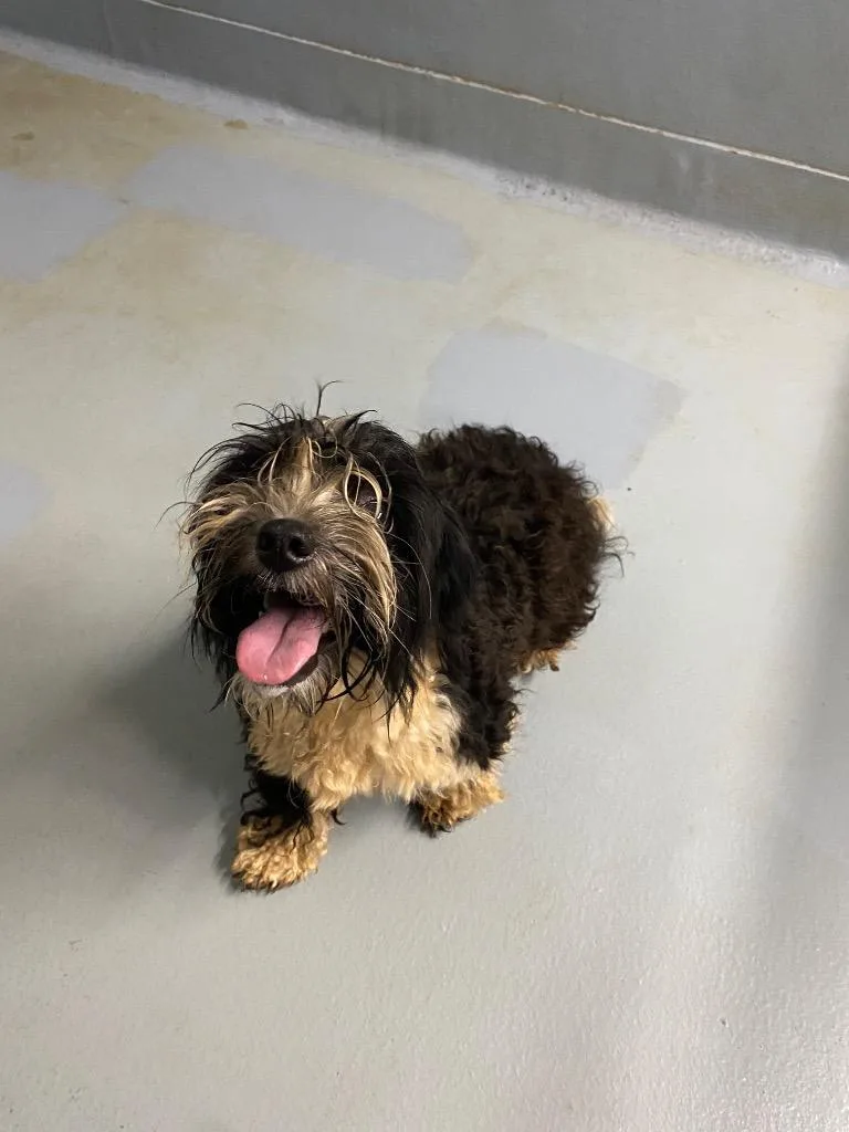 A young small-sized female Mixed Breed dog named Poopsi for adoption in Cartersville , GA