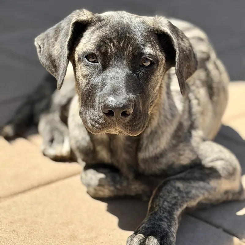 A baby medium-sized female Brindle Anatolian Shepherd dog named Sage for adoption in Riverside, CA