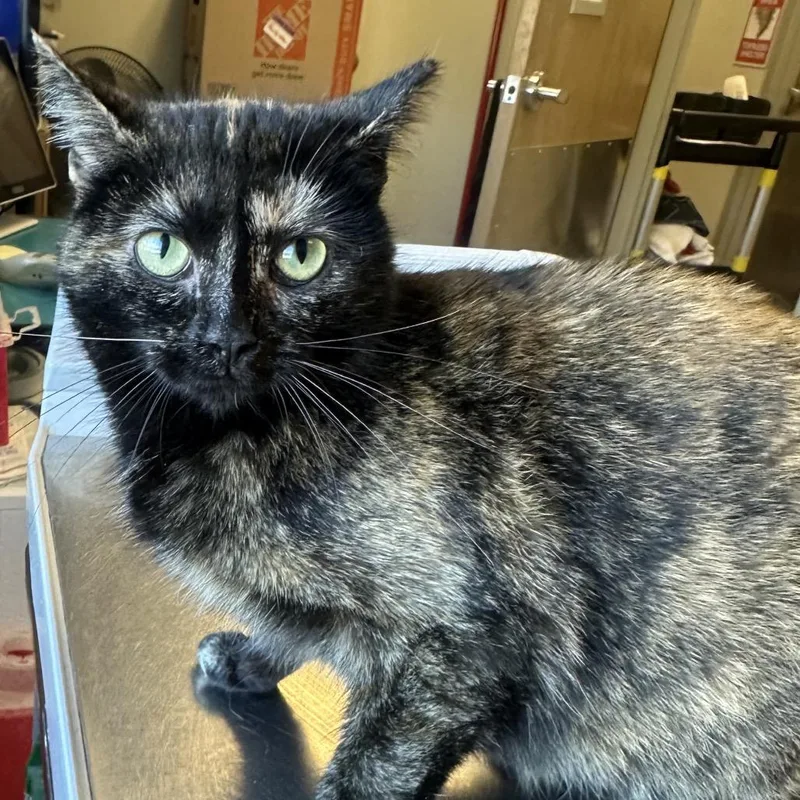 Itty Bitty thumbnail 2