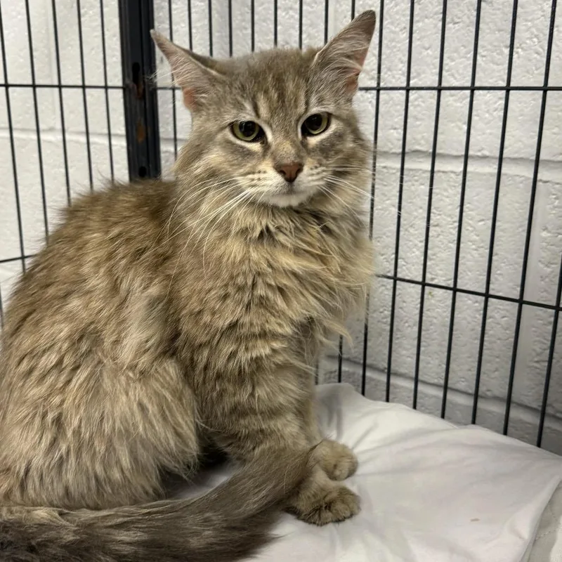 An adult medium-sized female Gray / Blue / Silver Domestic Long Hair cat named SangriaC for adoption in East Saint Louis, IL