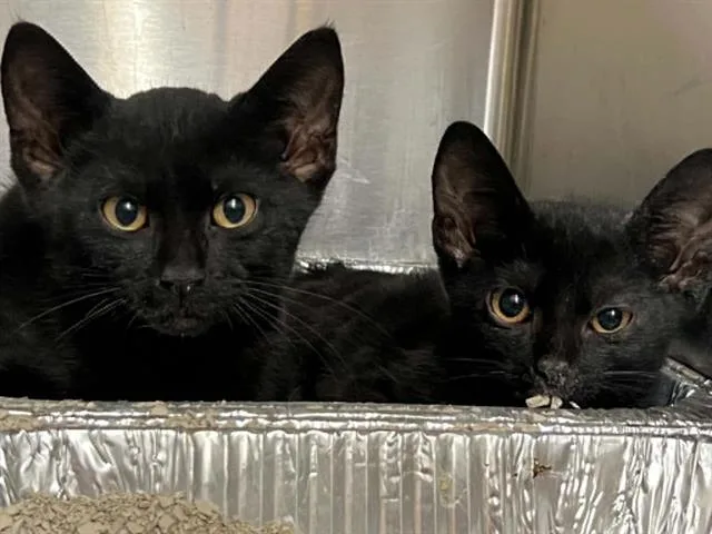 A baby small-sized male Domestic Short Hair cat named Purrince for adoption in Tustin, CA
