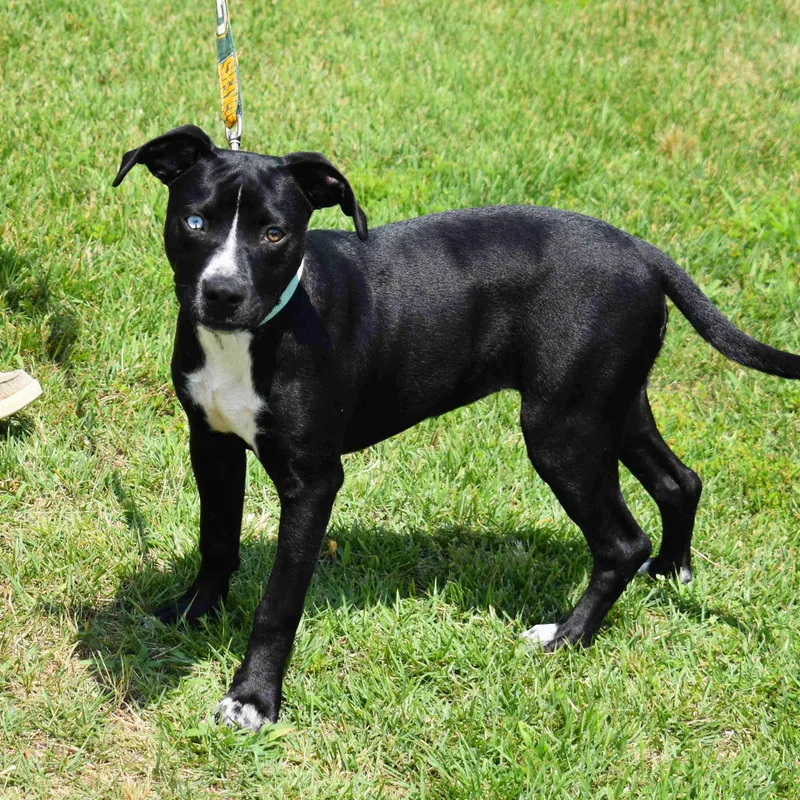 A baby medium-sized female Black Mixed Breed dog named Zelda for adoption in Searcy, AR