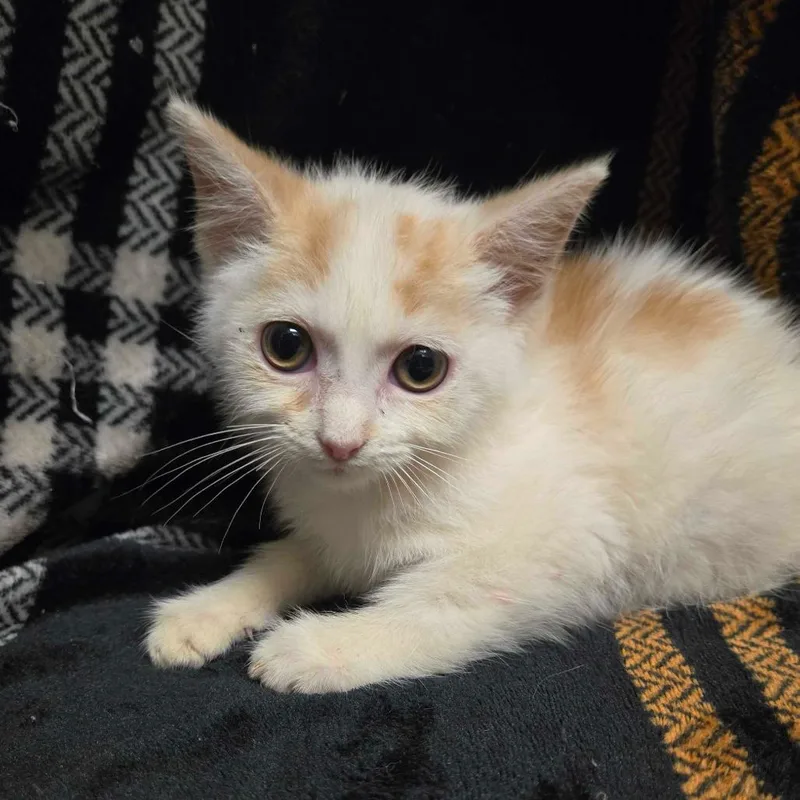A baby small-sized female Domestic Short Hair cat named Iracebeth for adoption in Spruce Pine, NC