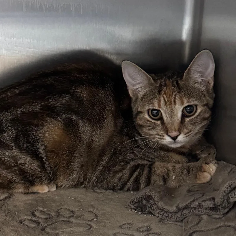 A baby small-sized female Torbie Domestic Short Hair cat named SugarBee for adoption in Middleburg, FL