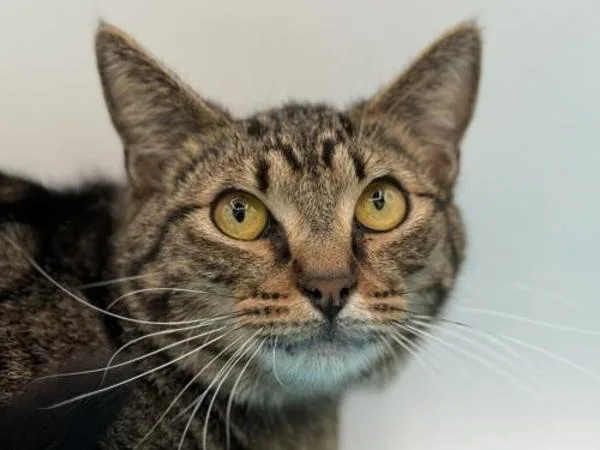 A young medium-sized male Domestic Short Hair cat named Miko for adoption in Portland, OR