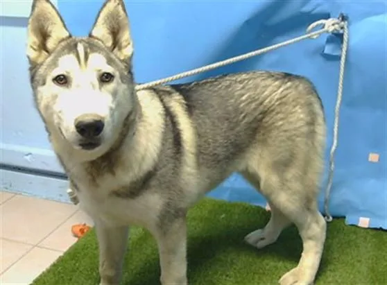 A young medium-sized male Siberian Husky dog named Arrow for adoption in Gardena, CA