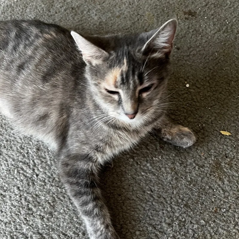 An adult medium-sized female Tabby (Buff / Tan / Fawn) Domestic Short Hair cat named Annabelle for adoption in Kirklin, IN