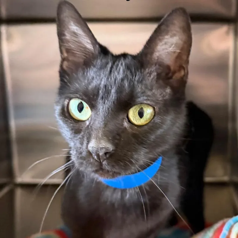 An adult small-sized female Domestic Short Hair cat named Jellicat for adoption in Knoxville, TN