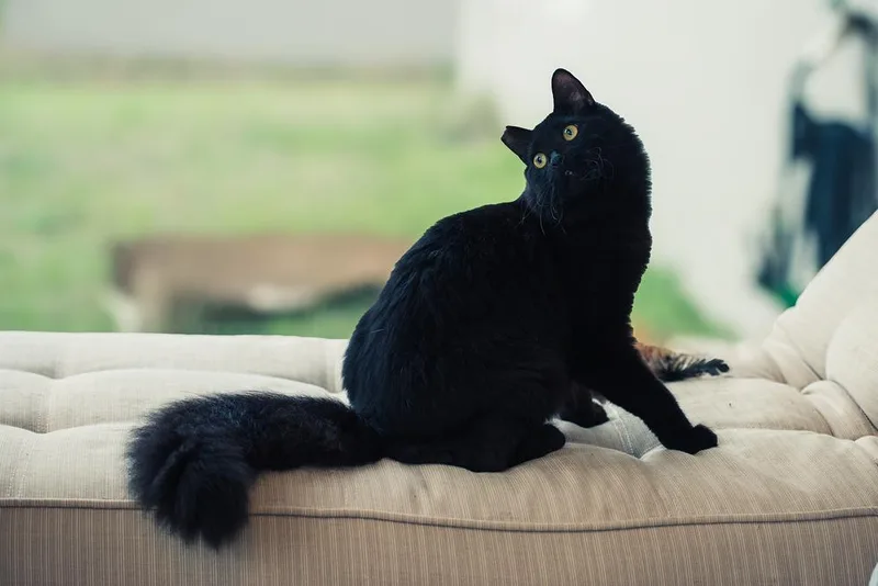 Suki Aka Pumyra thumbnail 2