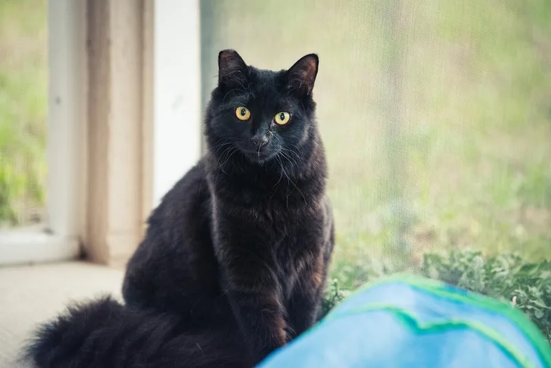 Suki Aka Pumyra thumbnail 4