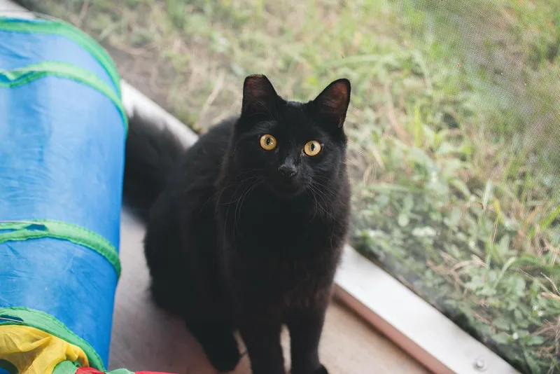 Suki Aka Pumyra thumbnail 6