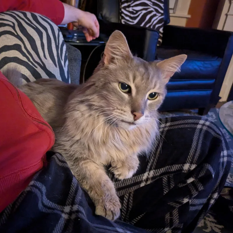 A senior large-sized male Domestic Long Hair cat named Marius for adoption in Hudsonville, MI