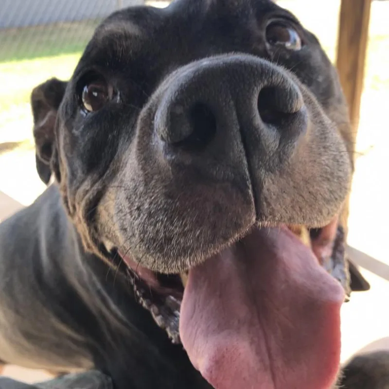 A senior large-sized male Pit Bull Terrier dog named Nelson for adoption in Kingman, KS