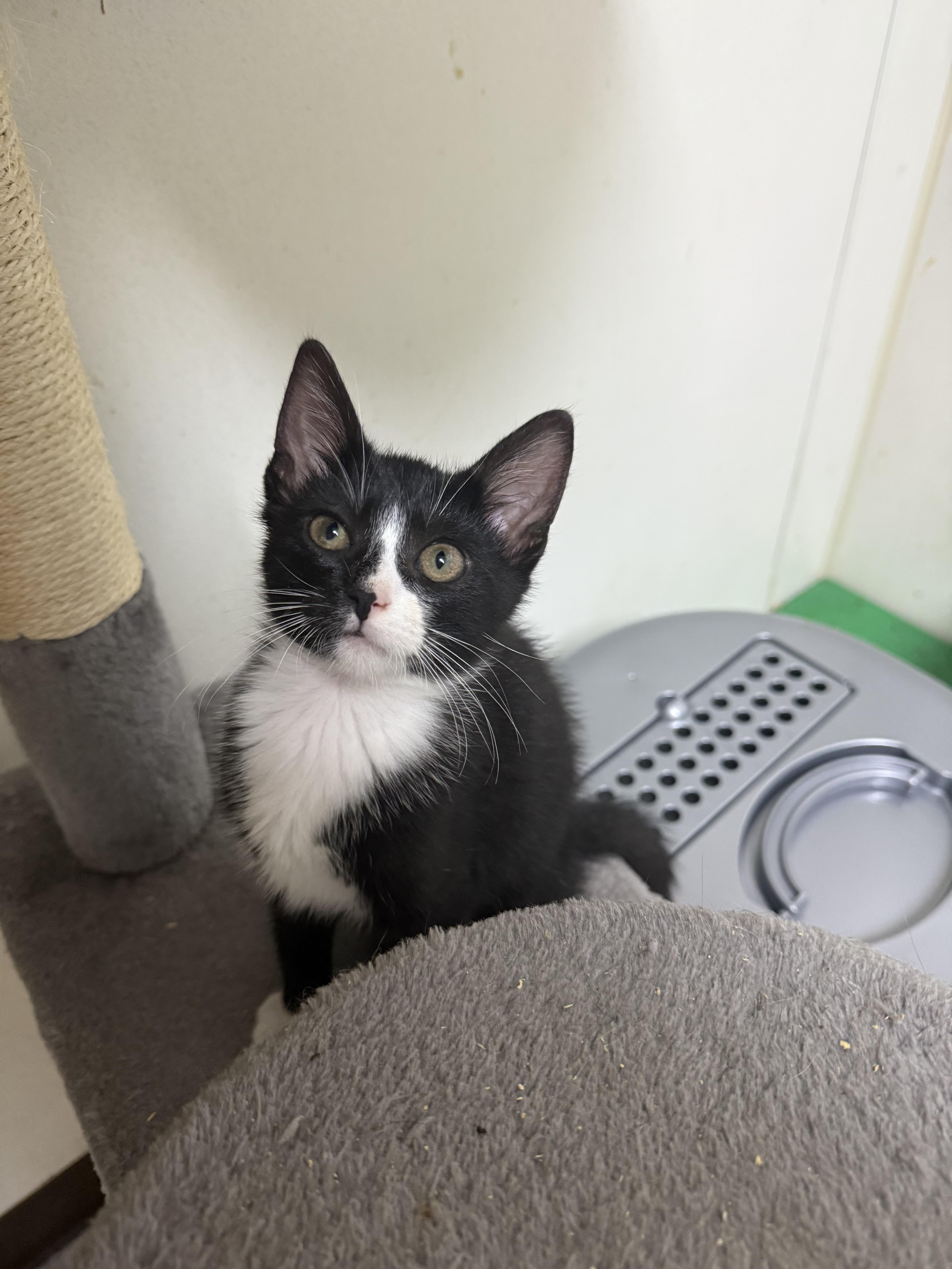 A baby small-sized male Black & White / Tuxedo Domestic Short Hair cat named Frodo for adoption in Hendersonville, TN
