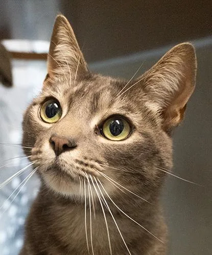 A young medium-sized male Blue Cream Domestic Short Hair cat named Wasabi for adoption in Encinitas, CA