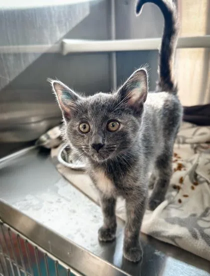 A baby small-sized female Domestic Short Hair cat named Florence for adoption in Westland, MI