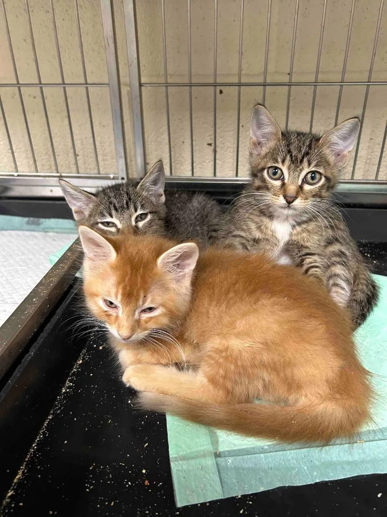 A baby small-sized male American Shorthair cat named Marv for adoption in Glen Rose, TX