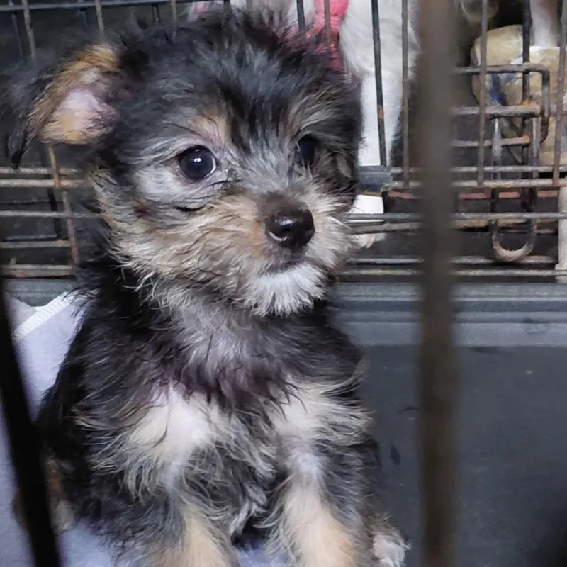 A baby small-sized female Black Chihuahua dog named Lacy for adoption in Webster, TX