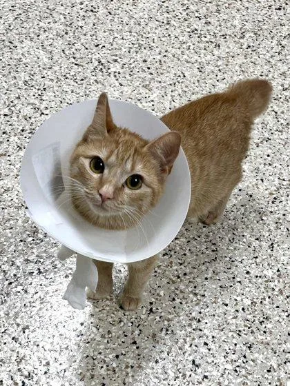 A young medium-sized female Domestic Short Hair cat named Cami for adoption in Memphis, TN